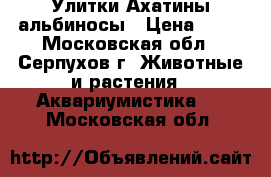 Улитки Ахатины альбиносы › Цена ­ 60 - Московская обл., Серпухов г. Животные и растения » Аквариумистика   . Московская обл.